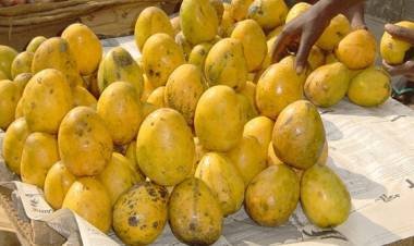 Does Mango Increase Sugar Levels Know What Experts Say
