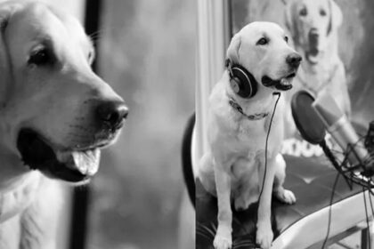 Dog-Dubbing