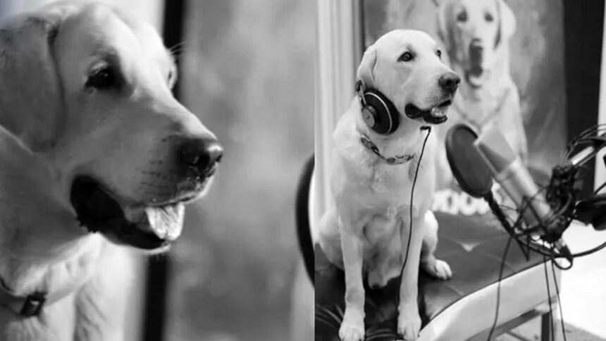 Dog-Dubbing